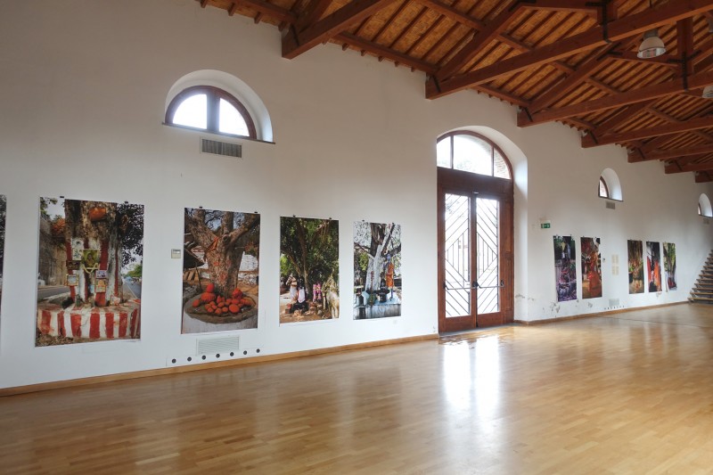 Sacred Trees of India, Milis - Sardinia, 2018
